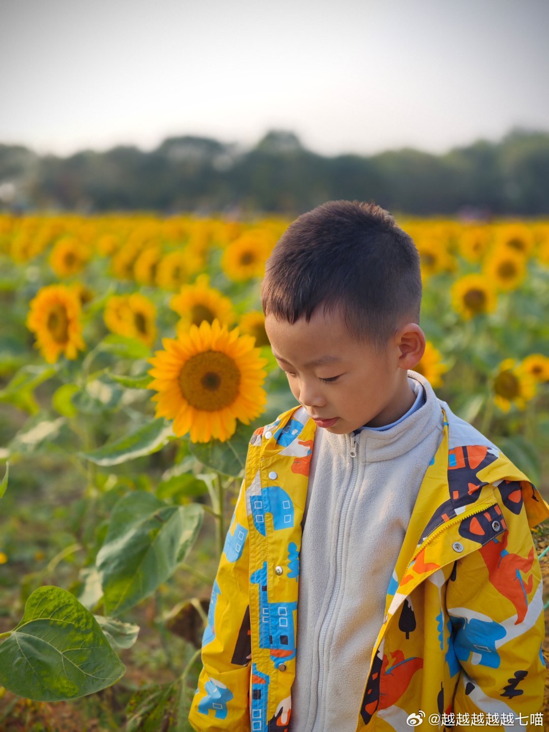 葵花小子最新作品，探索音乐新境界的璀璨明珠，引领潮流之作！