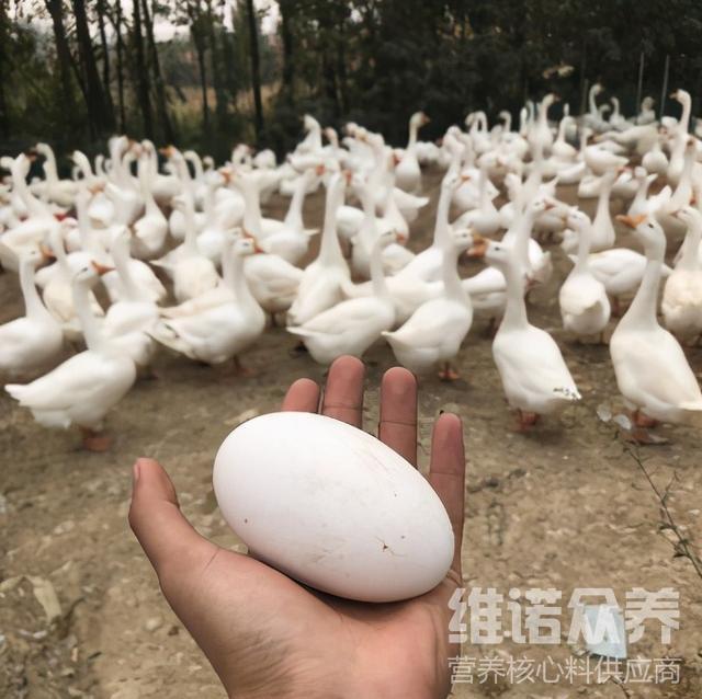 最新蛋鸭饲料配方